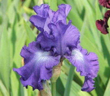3 City Lights Iris Reblooming Bearded Iris - Iris Germanica Bareroot